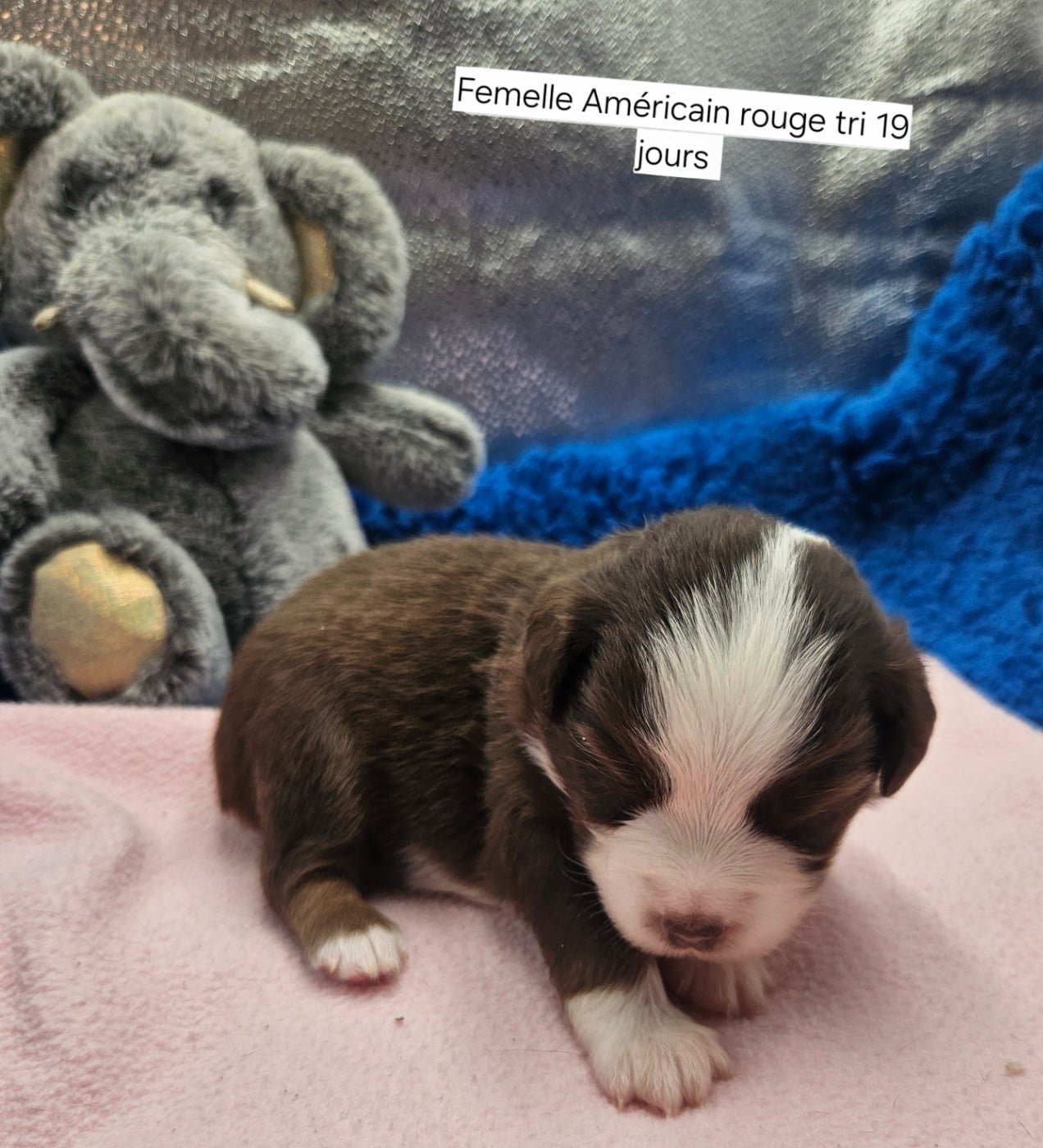 Chiot N°6