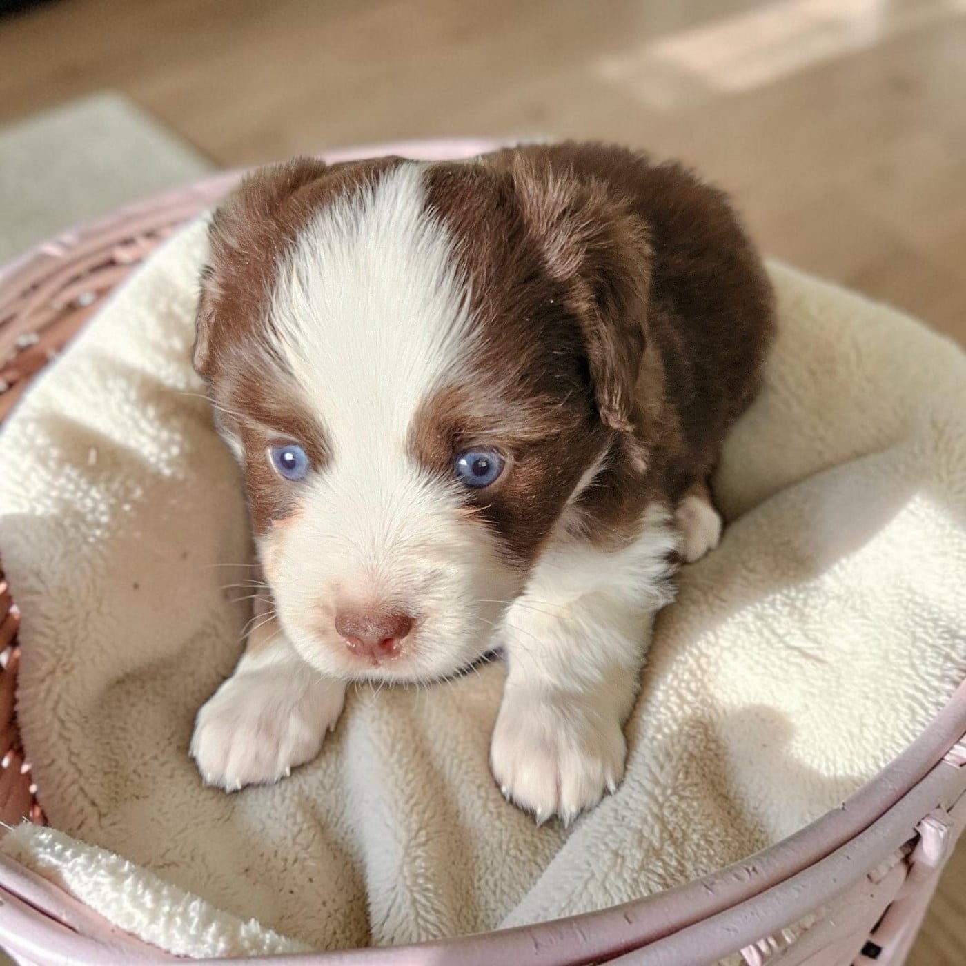 Chiot N°6