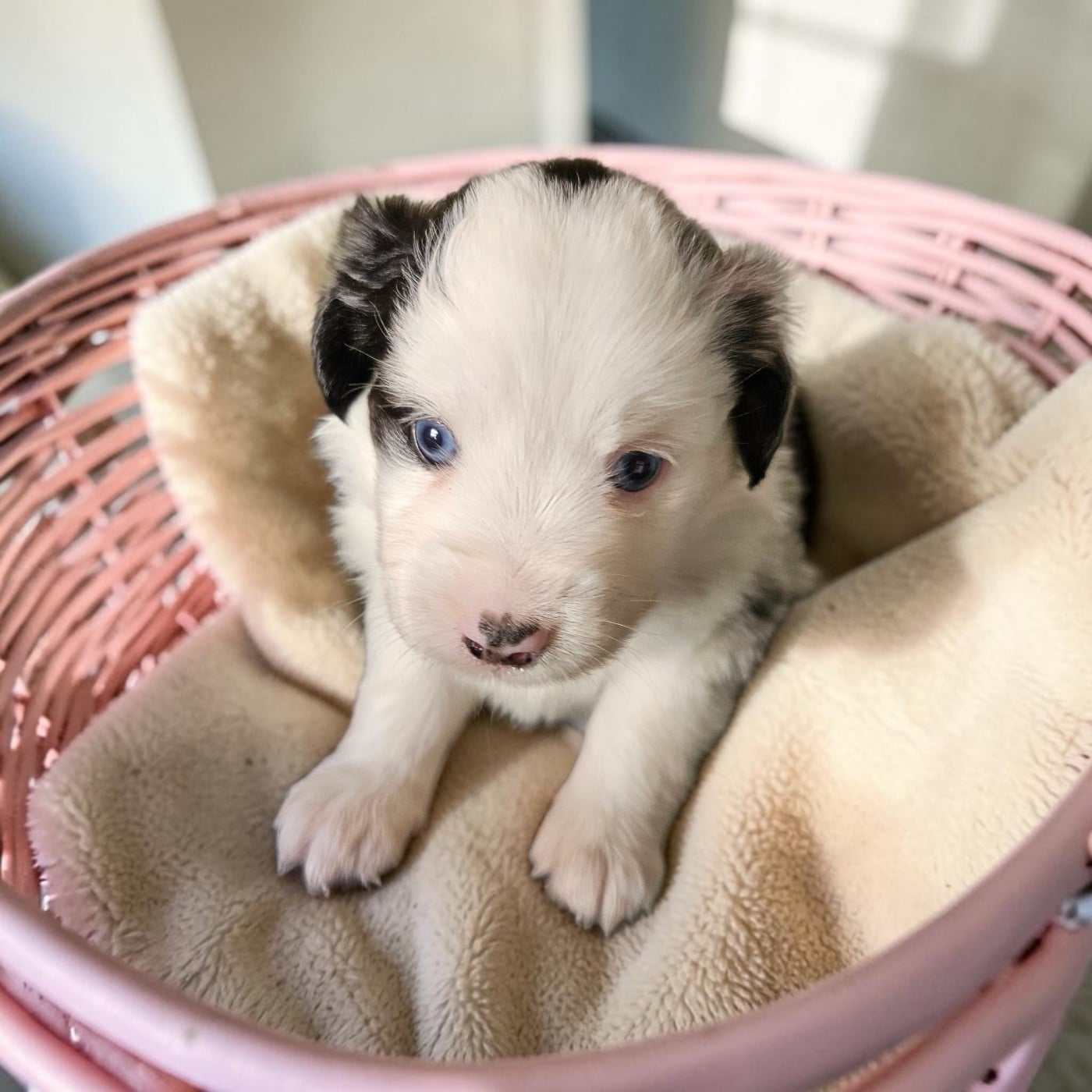 Chiot N°5