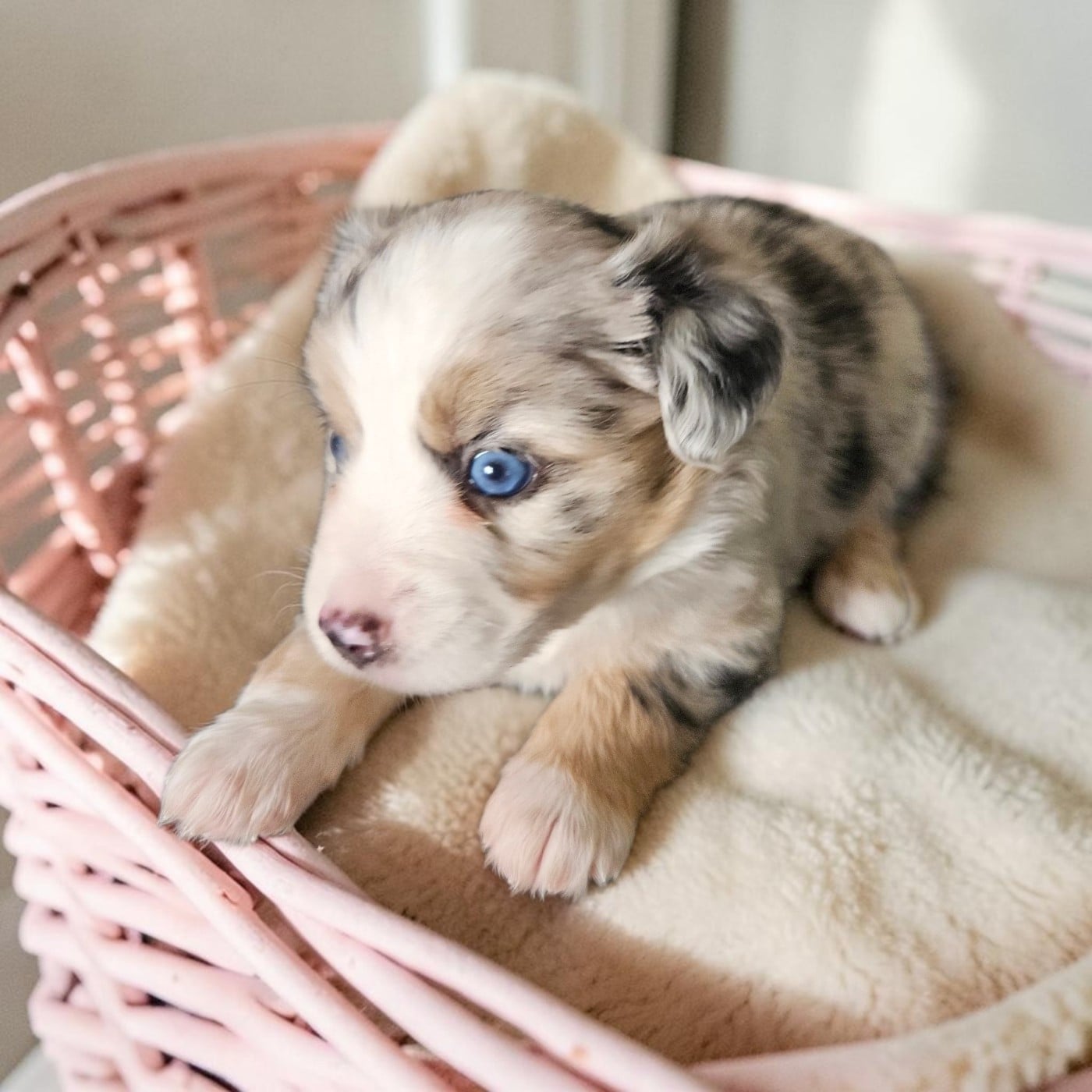 Chiot N°7