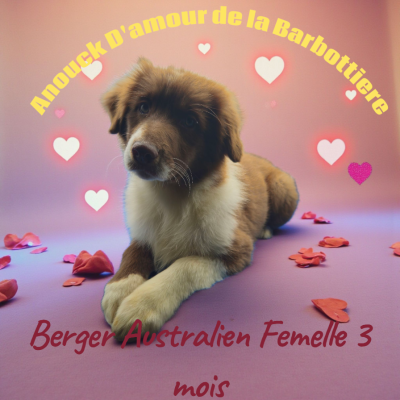 Les chiots de Berger Australien