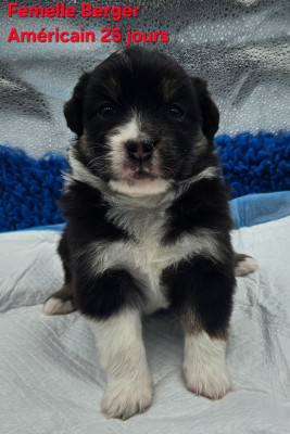 Les chiots de Berger Américain Miniature 