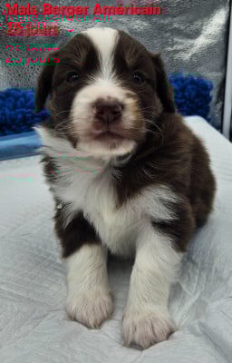 Les chiots de Berger Américain Miniature 