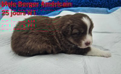Les chiots de Berger Américain Miniature 