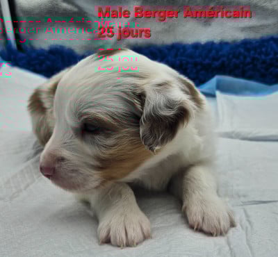 Les chiots de Berger Américain Miniature 