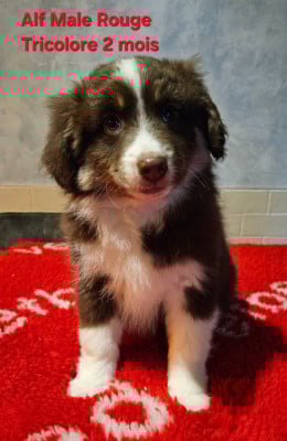 Les chiots de Berger Américain Miniature