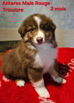 Les chiots de Berger Américain Miniature