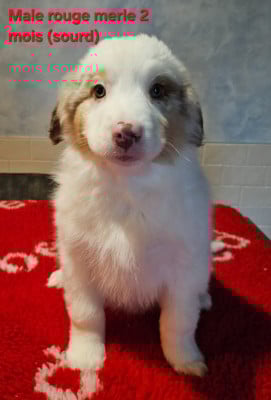 Les chiots de Berger Américain Miniature