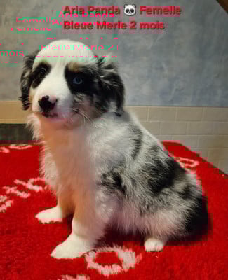 Les chiots de Berger Américain Miniature 