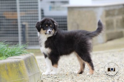 Les chiots de Berger Américain Miniature 