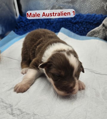 Les chiots de Berger Australien