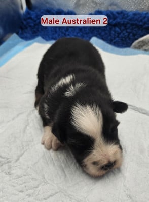 Les chiots de Berger Australien