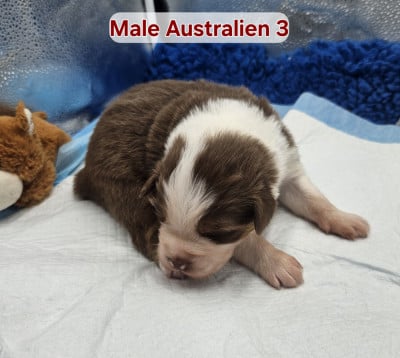 Les chiots de Berger Australien