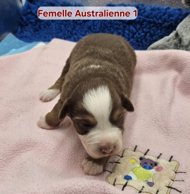 Les chiots de Berger Australien
