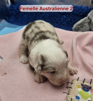 Les chiots de Berger Australien