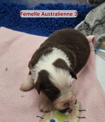 Les chiots de Berger Australien