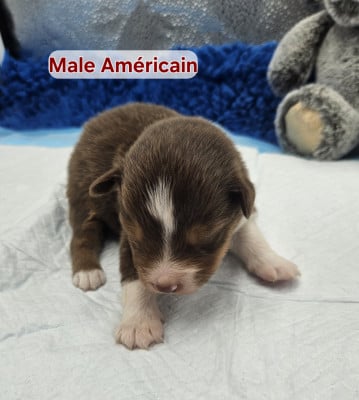 Les chiots de Berger Américain Miniature 
