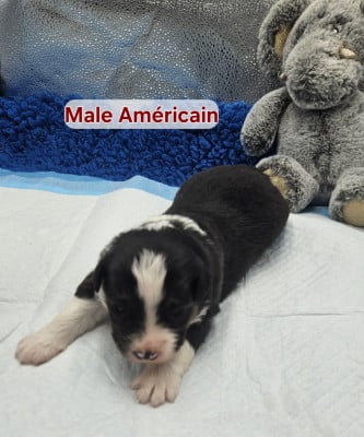 Les chiots de Berger Américain Miniature 
