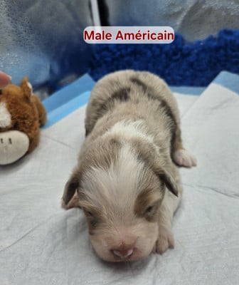 Les chiots de Berger Américain Miniature 
