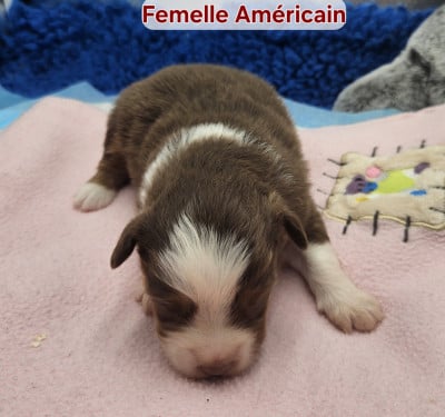 Les chiots de Berger Américain Miniature 