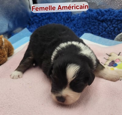 Les chiots de Berger Américain Miniature 