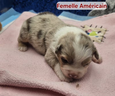 Les chiots de Berger Américain Miniature 