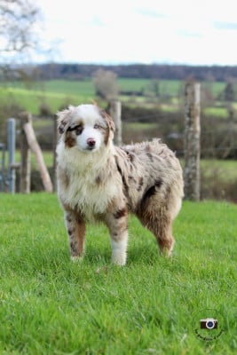 Les chiots de Berger Australien