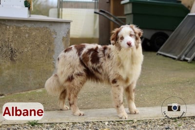 Les chiots de Berger Australien