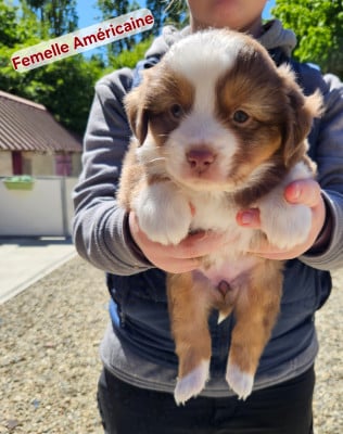 Les chiots de Berger Américain Miniature