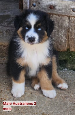 Les chiots de Berger Australien