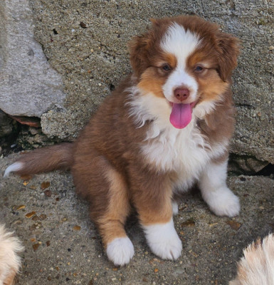 Les chiots de Berger Américain Miniature