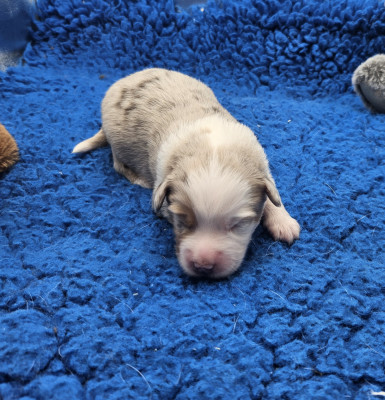 Les chiots de Berger Américain Miniature