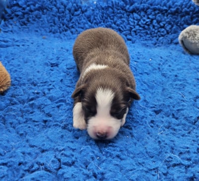 Les chiots de Berger Américain Miniature