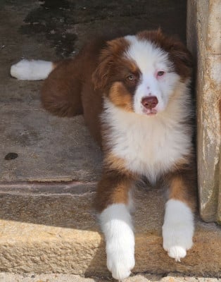 Les chiots de Berger Australien