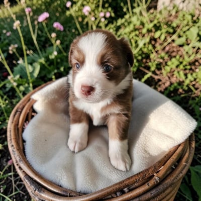Les chiots de Berger Américain Miniature