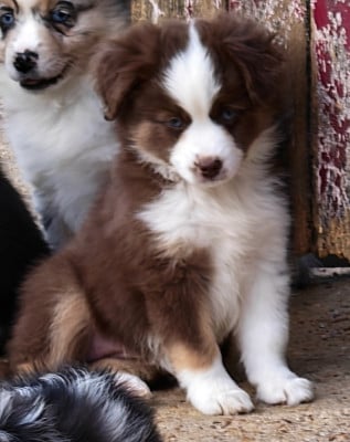 Les chiots de Berger Américain Miniature 