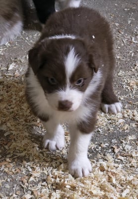 Les chiots de Berger Australien