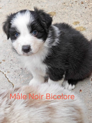 B...... - Berger Australien