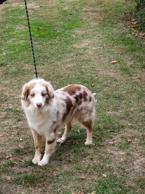 Les chiots de Berger Australien