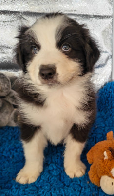 Les chiots de Berger Australien