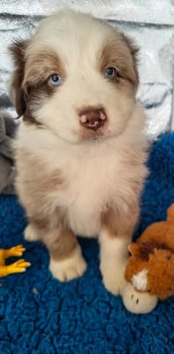Les chiots de Berger Australien