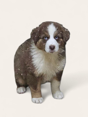 Les chiots de Berger Australien