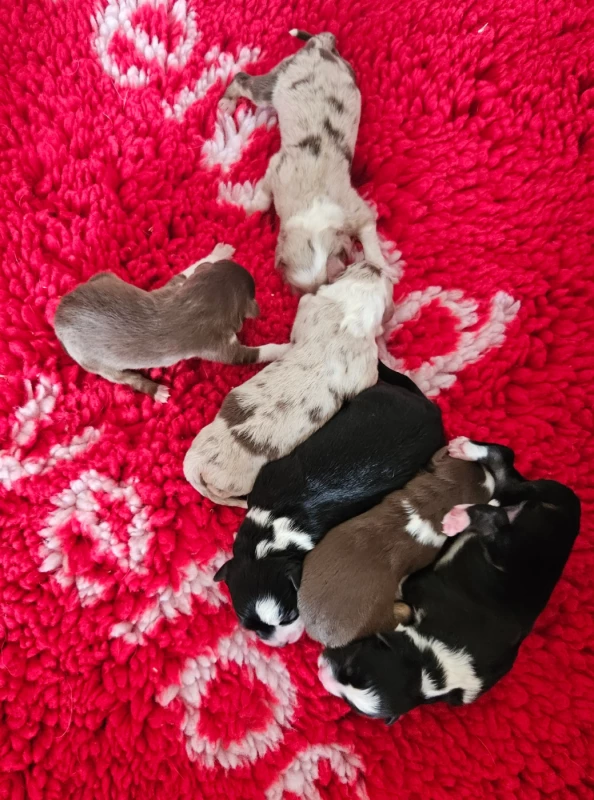 Berger Américain Miniature  - D'amour de la barbottiere