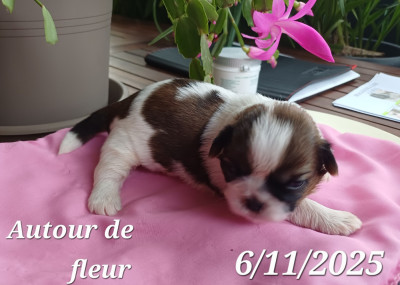Les chiots de Shih Tzu