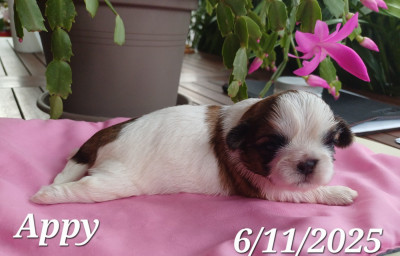 Les chiots de Shih Tzu