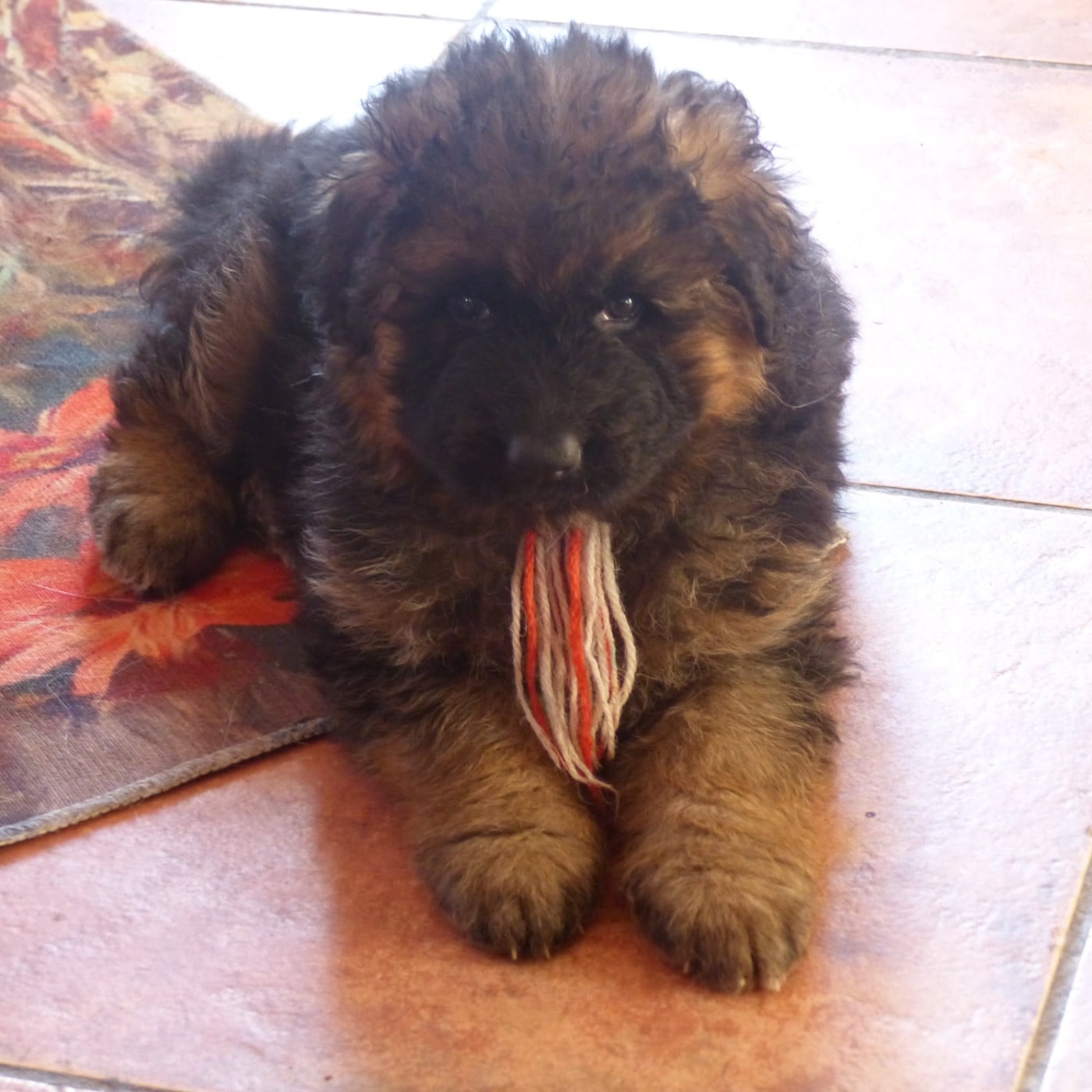 CHIOT - Berger Allemand