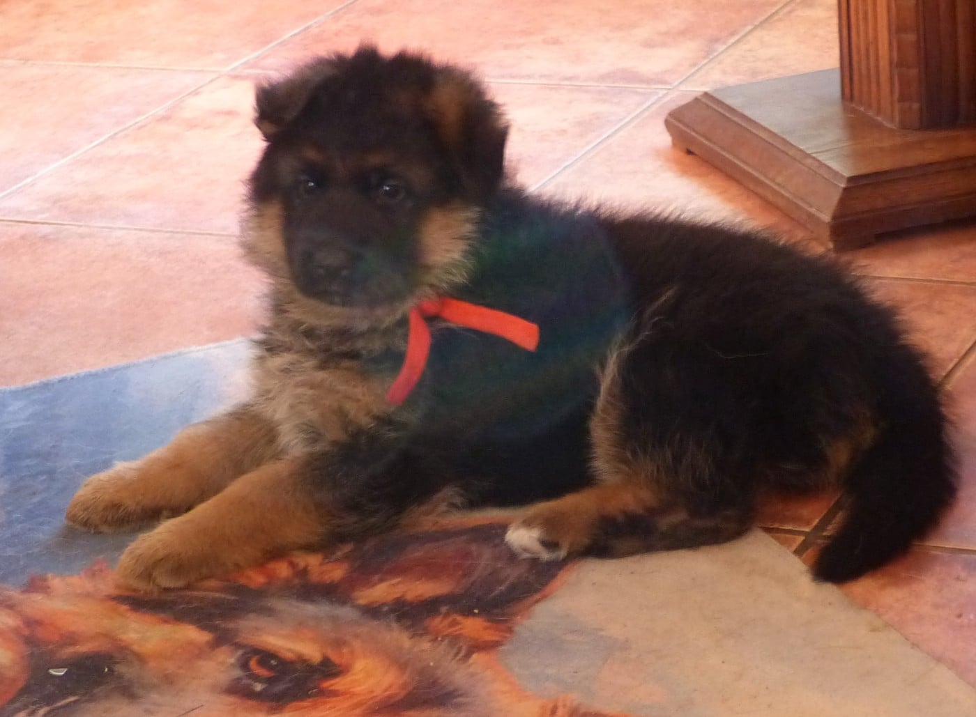 Berger Allemand - Du Val De La Muance