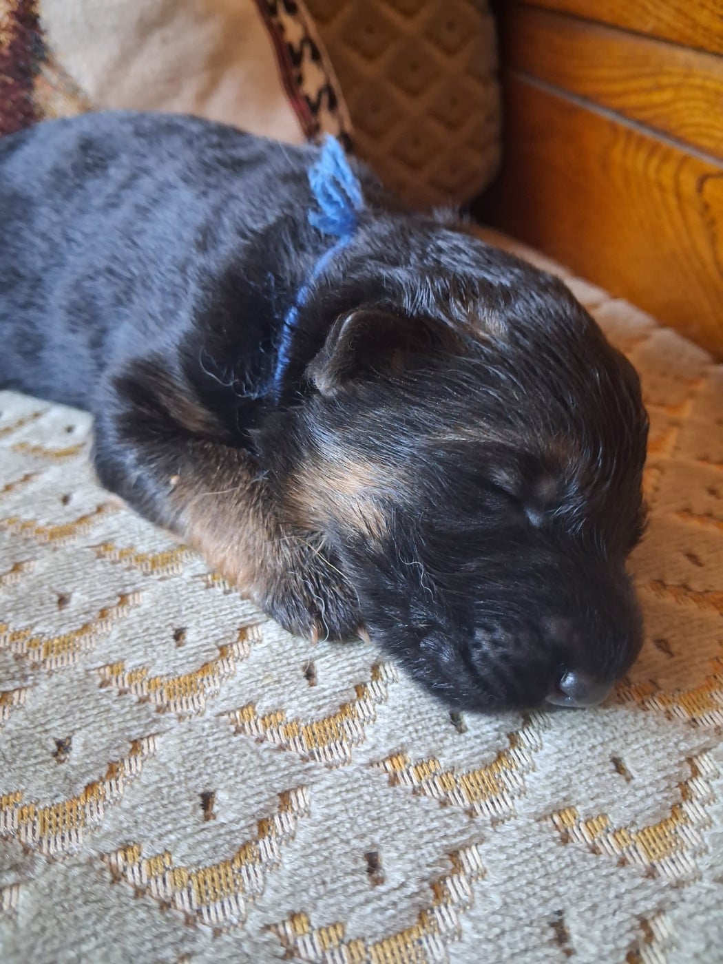 Bleu - Berger Allemand