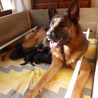 Les chiots de Berger Allemand