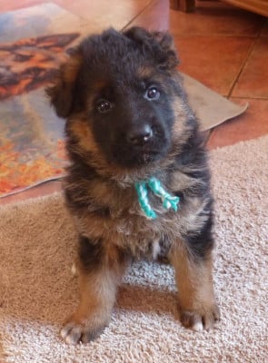 Les chiots de Berger Allemand